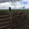 夏のモンゴル遊牧民の青年の１日の仕事